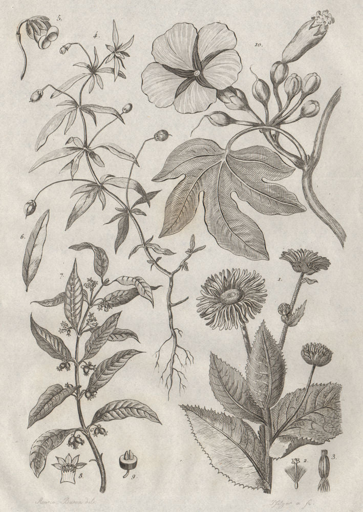 PLANTS. Inule (Inula). Ionidion. Carapichea ipecacuanha. Ipomoea 1834 print